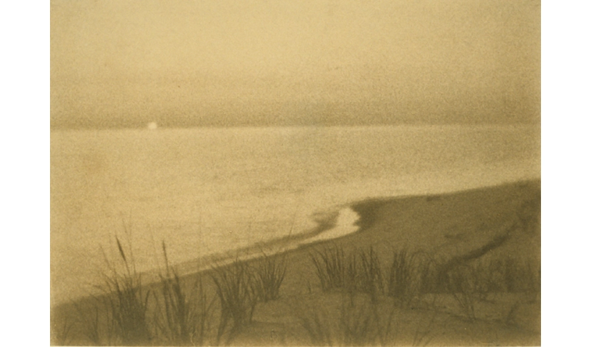 photo of a shoreline with plants in the foreground